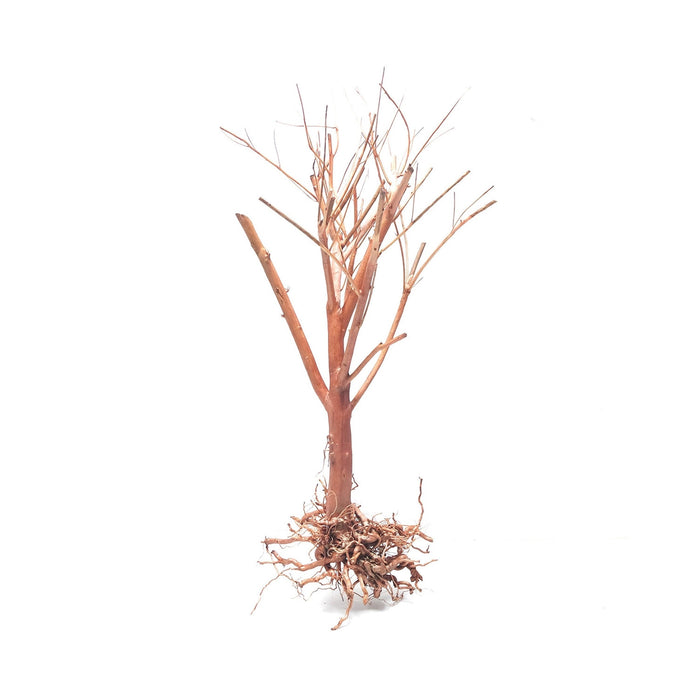Photinia Wood Medium, 25-30 cm / box