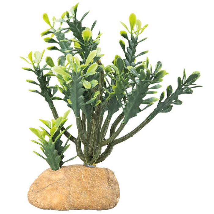 Euphorbia 15x7x17 cm
