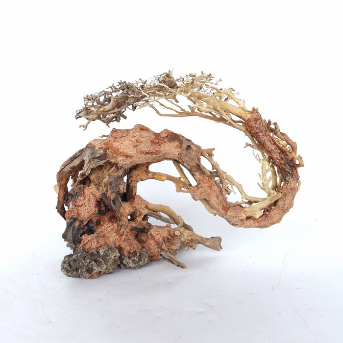 Dragon-like Wood Tree Medium, 30x23x13 cm / box