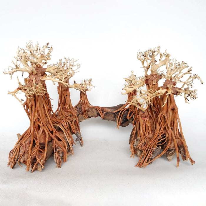 Romantic Bridge Bonsai Wood Medium, 50x40x30 cm / box