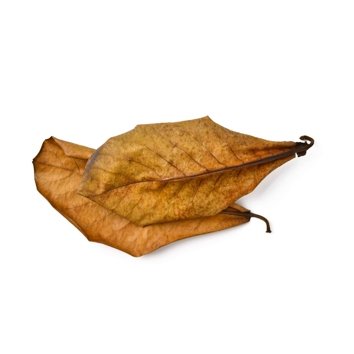Catappa Leaves 15-25 cm, 10 pcs/pk