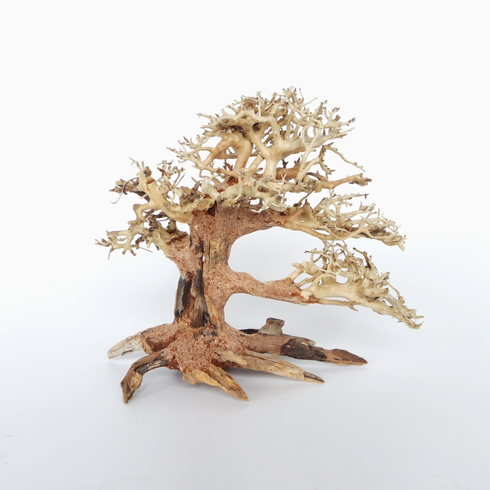 Pine Bonsai Wood Medium, 30x23x13 cm / pc
