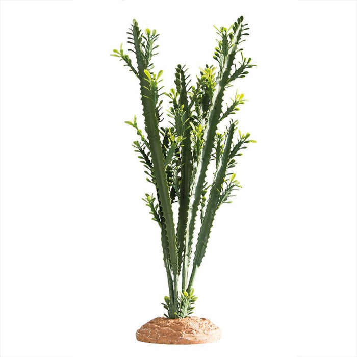Euphorbia 25x10x49 cm
