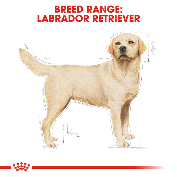 Breed Health Nutrition Labrador Adult 3 KG