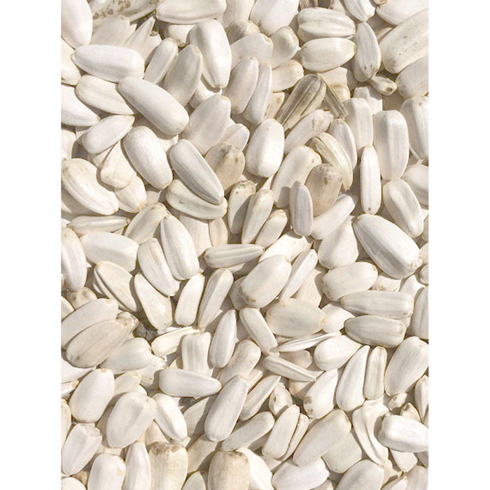 GRIZO BIRD-X WHITE KENYA SUNFLOWERSEEDS LARGE 10KG