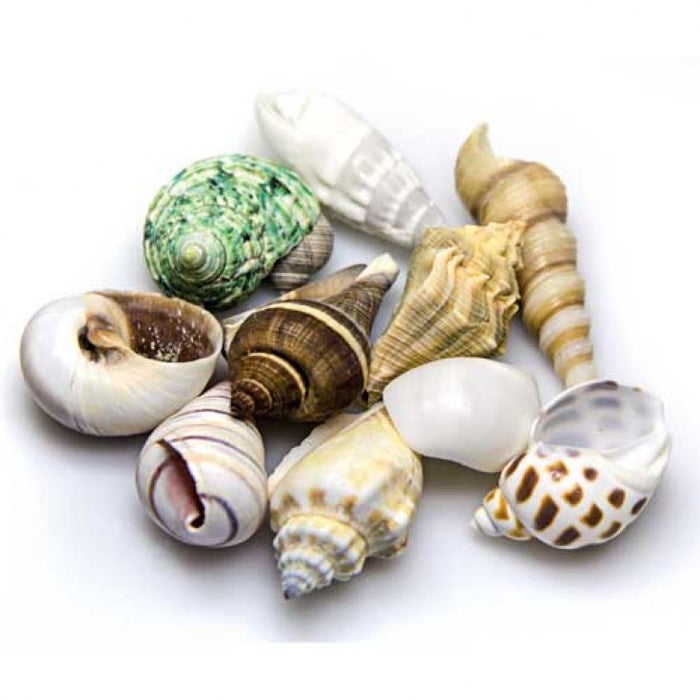 Sea Shells small/medium in Deco Glass Jar 1L