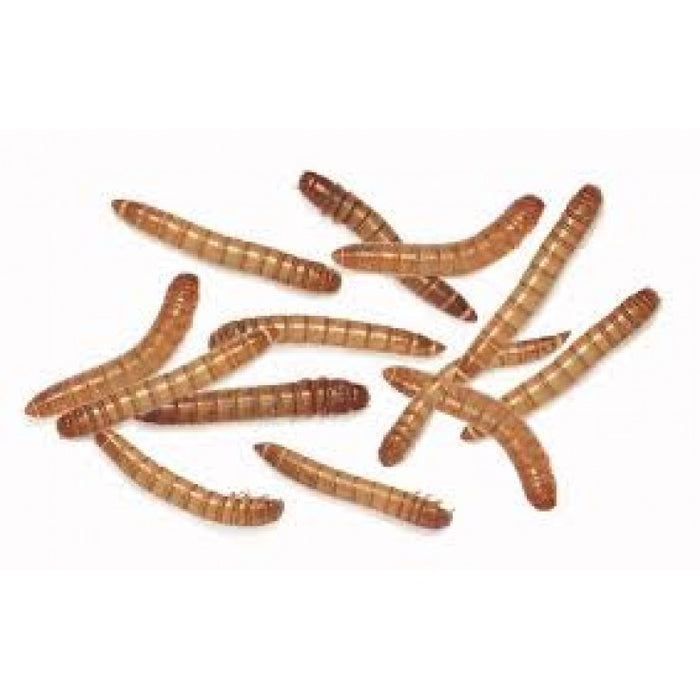 Feeder Mealworm (Pack of approx. 100 pcs)