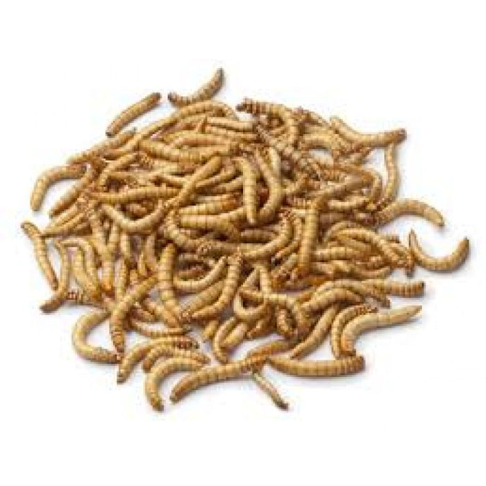 Feeder Mealworms (Bulk pack 50g)