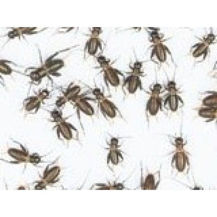 Live Crickets & Roaches for Sale: Feeders & Pinheads