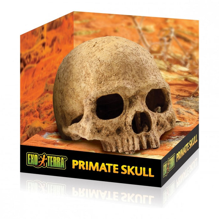 Terrarium Decor - Primate Skull