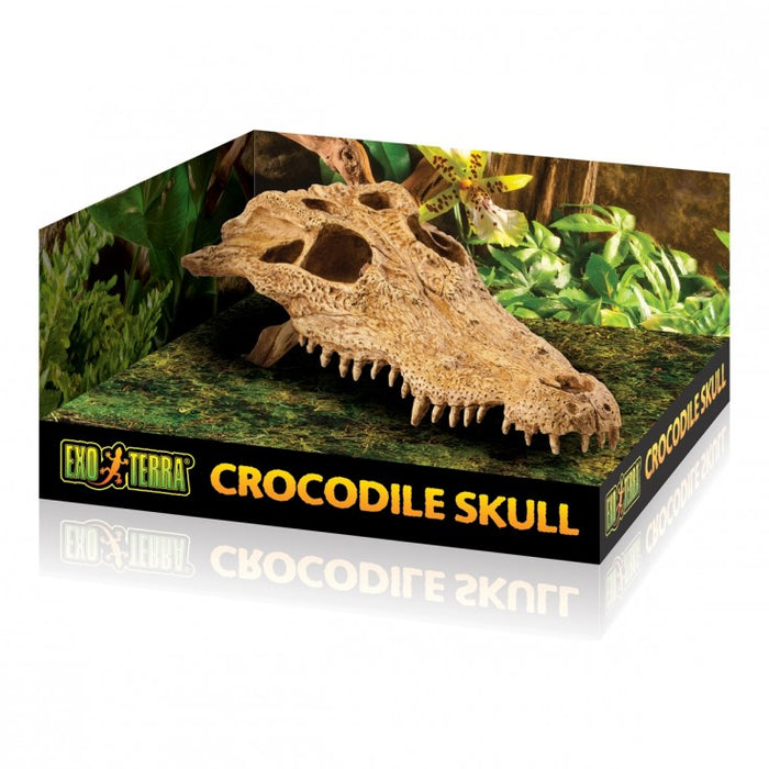 Crocodile skull - decor for terrarium