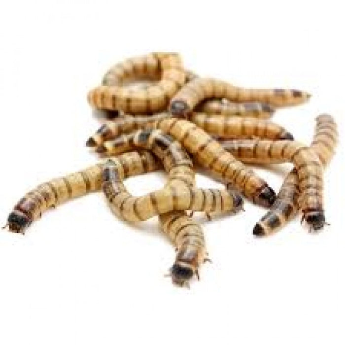 FEEDER SUPERWORMS (PACK OF 20 PCS)